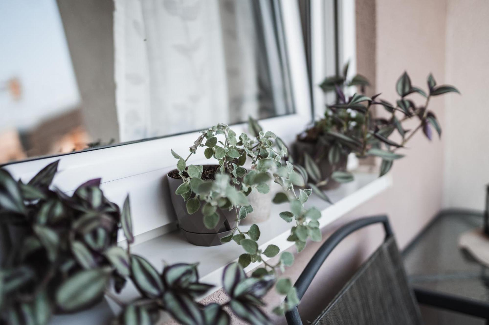 דובוי Apartman Centar מראה חיצוני תמונה